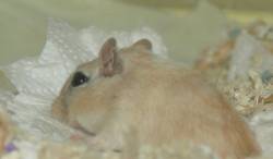 Helena beim Nestbau.