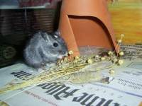 Rennmaus frisst [[rennmaus:hirse|Hirse]]