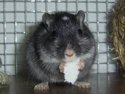  Rennmaus beim Oblate fressen.
