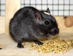 Rannmaus
