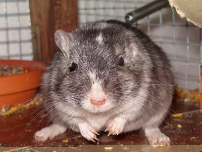Rennmaus