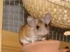 neugierige und bettelnde Stachelmaus
