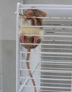 Maus im Tierheim sucht neuen Körnergeber