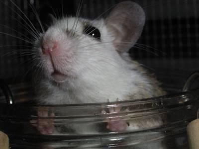 Vielzitzenmaus