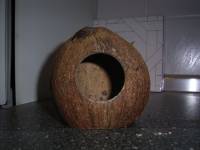 kokosnuss...jpg kokosnuss...jpg