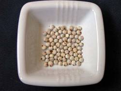 Sorghum (Dari) Sorghum (Dari)