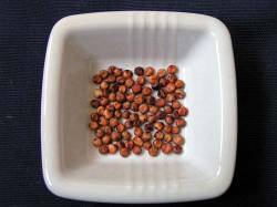 Sorghum (Milo) Sorghum (Milo)