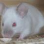 siamese_blue_point_astromaus02.jpg