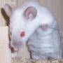 siamese_blue_point_astromaus01.jpg