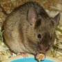 agouti_beauty.jpg