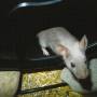 silver_b.e_mus_musculus.jpg