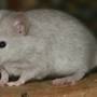 silver_agouti_astromaus.jpg