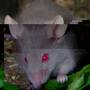 dove_biesraluna.jpg