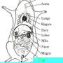 anatomie_maus.jpg