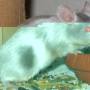 satin_dove-tan-schecke_schattenschwinge.jpg