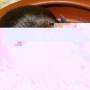 agouti_satin_enir.jpg