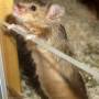 agouti_tan_beauty.jpg
