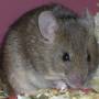 agouti3_beauty.jpg