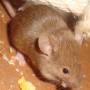cinnamon_maikaetzchen.jpg