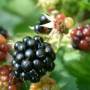 brombeere.jpg