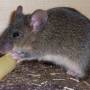 agouti_tan_astromaus.jpg