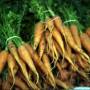carrot.jpg