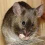 agouti2_beauty.jpg