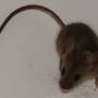 hausmaus2.jpg