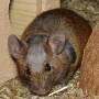 wikirasur3bat.jpg