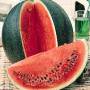 wassermelone.jpg