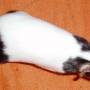 black-dutch_pomm.jpg