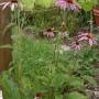 echinacea_purpurea.jpg