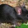 black_biesraluna.jpg