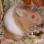 argente-banded_avinja_02.jpg