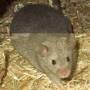 silver_agouti_tag.jpg
