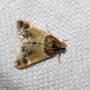pyralis.farinalis.jpg