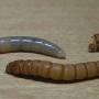 larvae.jpg