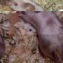 siamese_seal_point_satin_mausele.jpg