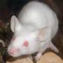 albino_beauty.jpg