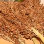 sorghum.jpg
