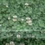 800px-trifoliumrepensflowers.jpeg