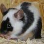 black-tan-schecke_beauty.jpg