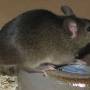 agouti_dunkel_ungehorsam.jpg