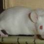 albino_bat.jpg
