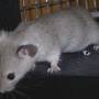 silver_agouti_toast.jpg